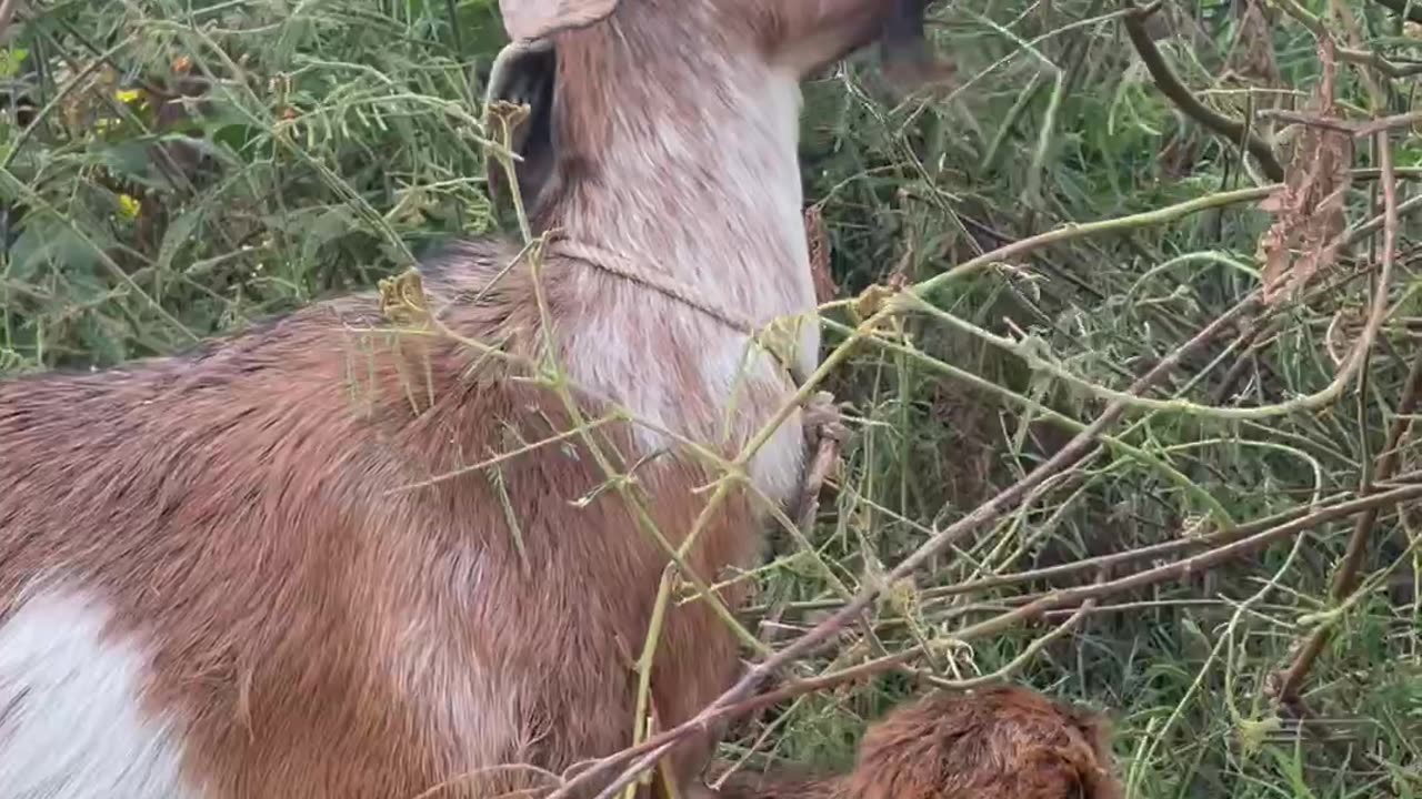 so cute goat and lovely baby goat Ep1