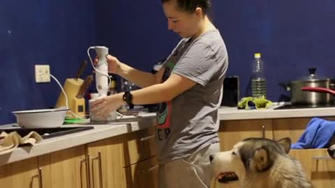 Two beautiful Husky dogs waiting for food