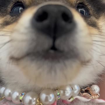 Match Puppy to the Owner I Lineup | Cut #001