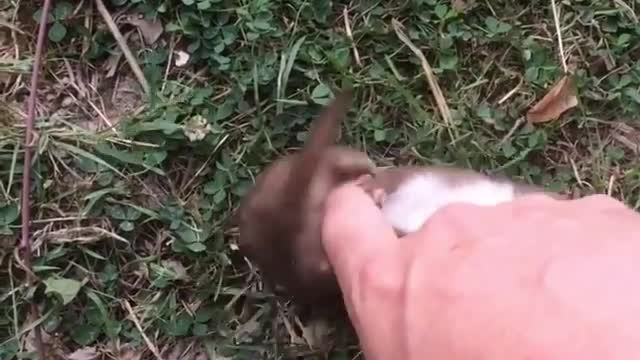 squirrels like to be tickled 😘🤗