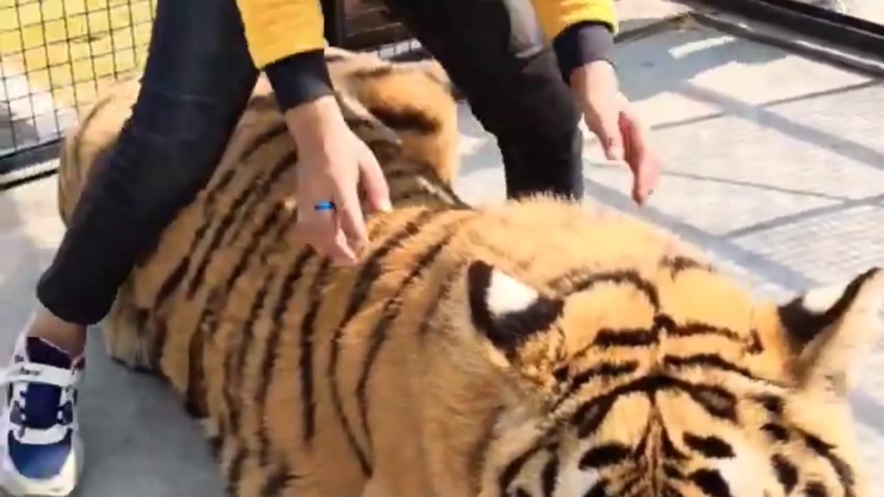 Kid with tiger