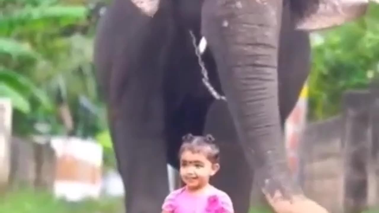 Little girl with giant Elephant