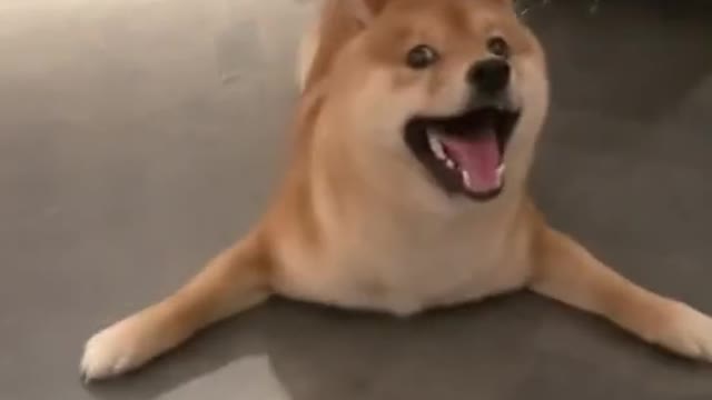 Funny Dog Excitement Video