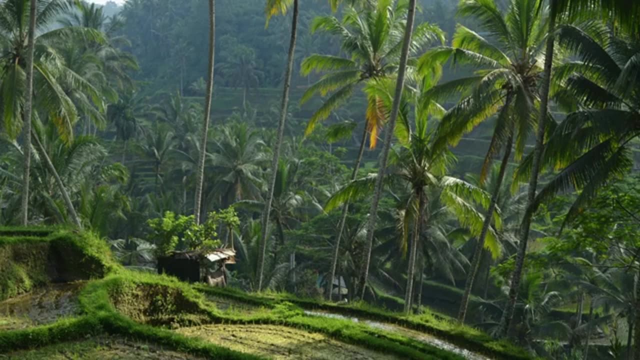 Morning in Bali, Indonesia