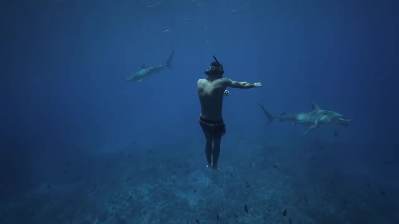 CHOREOGRAPHY with TIGER SHARKS