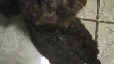 puppy