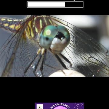 It is all in the eyes