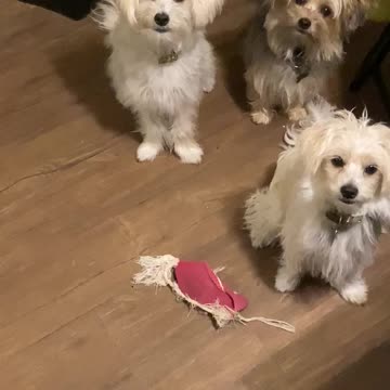 Numbers 6 Aaron blessing Lord bless you. #Jesus #God with puppies #praying Maltese