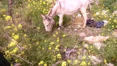 A lonely donkey