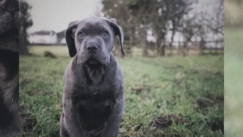 Cane Corso Puppies Autopsy Report