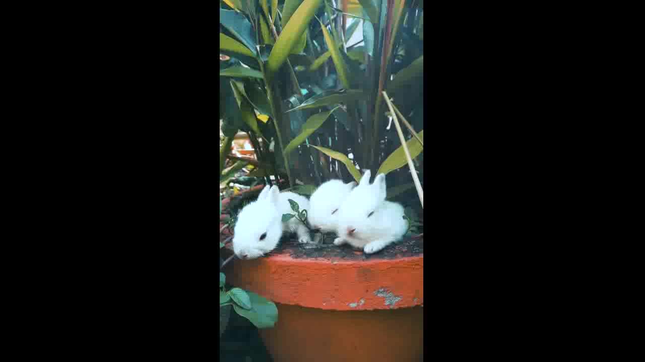 Beautiful Cute Rabbit Video