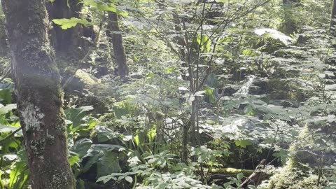 Walking on the Nature trail in the Tongass.