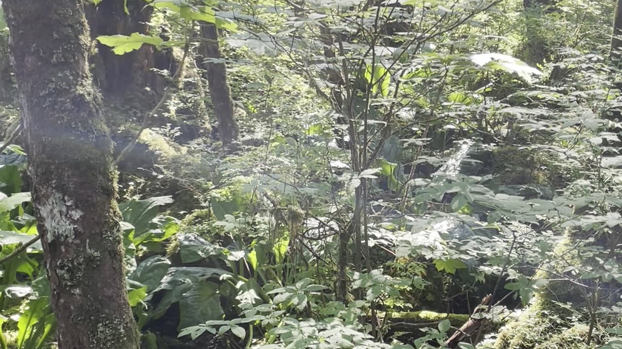 Walking on the Nature trail in the Tongass.