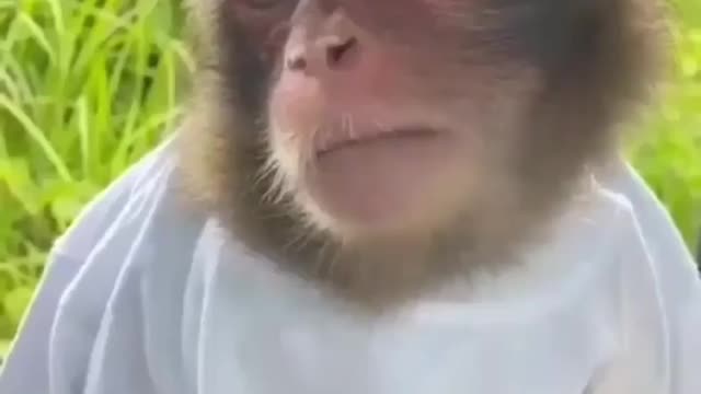 Funny monkeys who like to drink