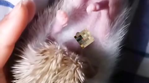 Let's just take a look at the hedgehog