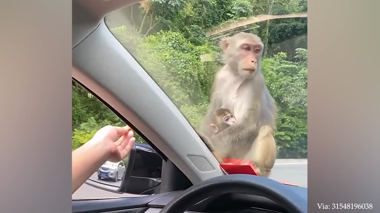 Funny Moments Of Monkeys 🐵 Funniest Animals Video