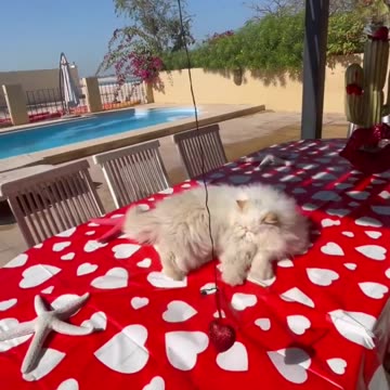 CAT IN PLAYING MODE.