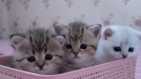 kittens on the bascket , Funny video Adorable cats of the week #Short 33