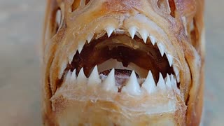 Piranha teeth (pygocentrus cariba)