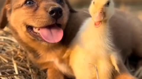 Sunset wheat field and cute dog