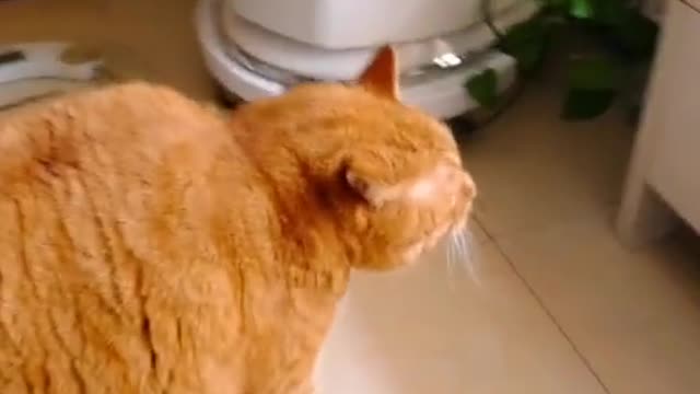 Fat cat walking aggressively, do you like it