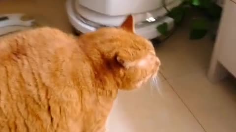 Fat cat walking aggressively, do you like it