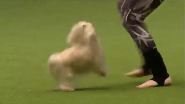 Most important dog training skills | and How to train your dog video hd