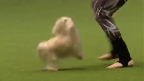Most important dog training skills | and How to train your dog video hd