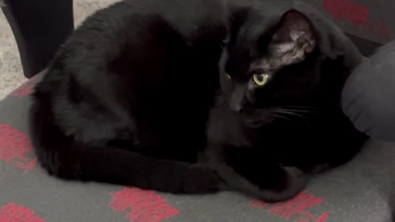 Adopting a Cat from a Shelter Vlog - Cute Precious Piper Demonstrates Her Decision Process