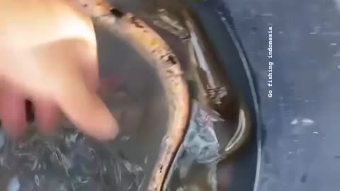 This is a beautiful and charming water-dwelling species