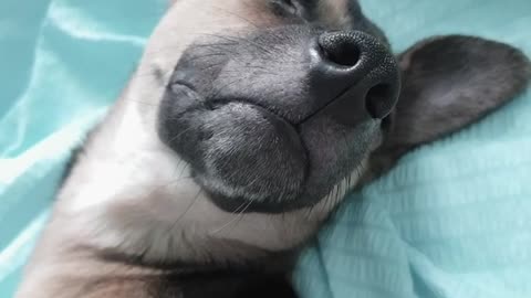 a little puppy dozing on the bed