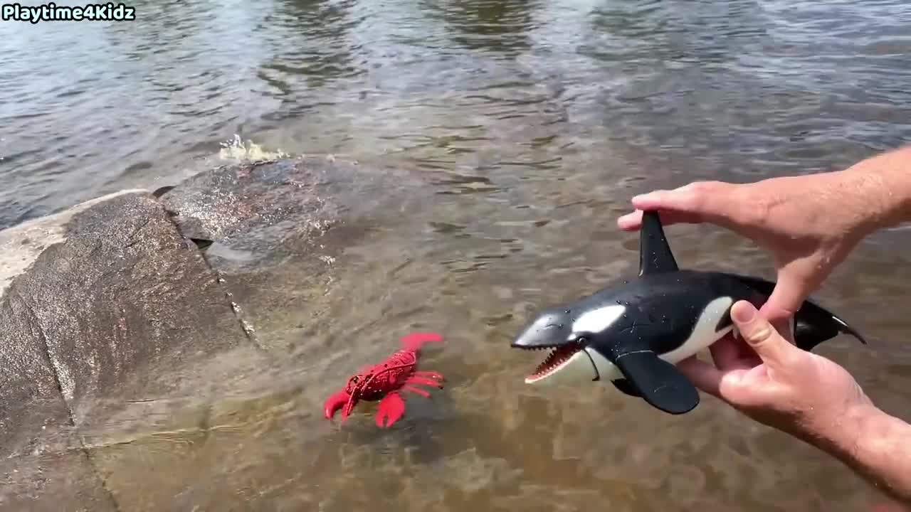 Sea Animals Toys at Shore 2021