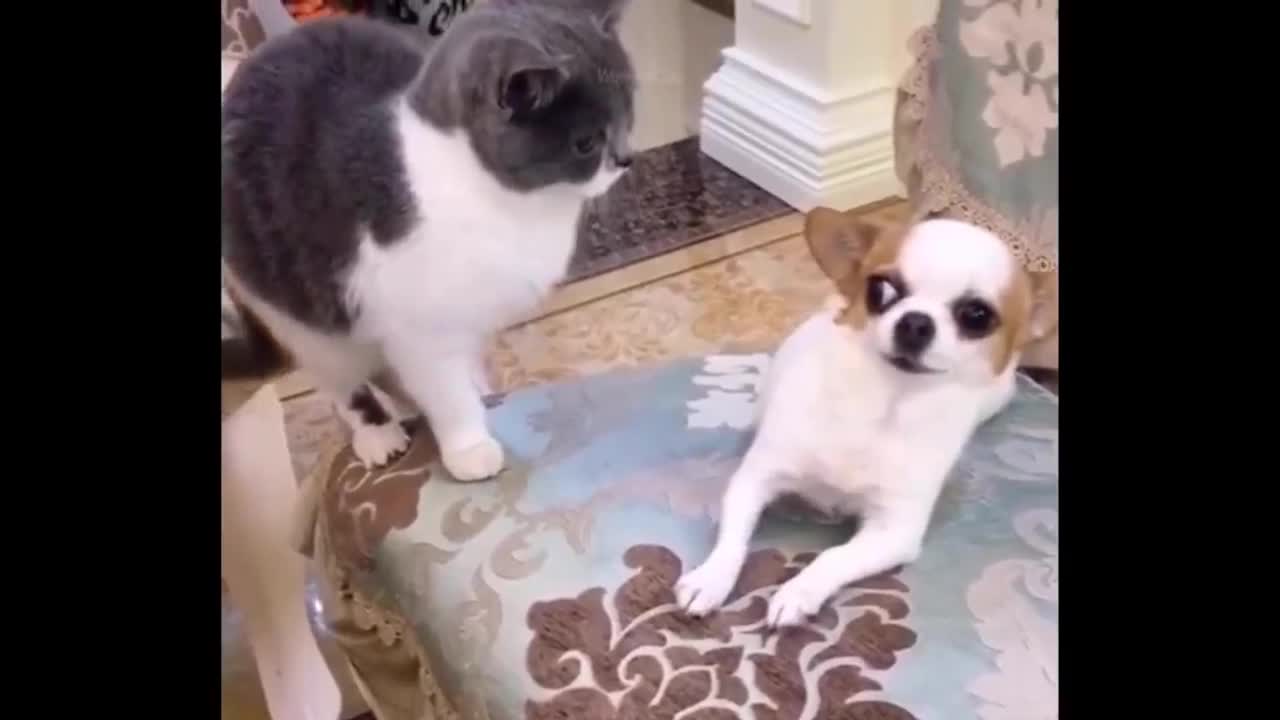 Best Funny Animals Video 2022 | Newest Cats And Dogs | Videos of the Week 2022