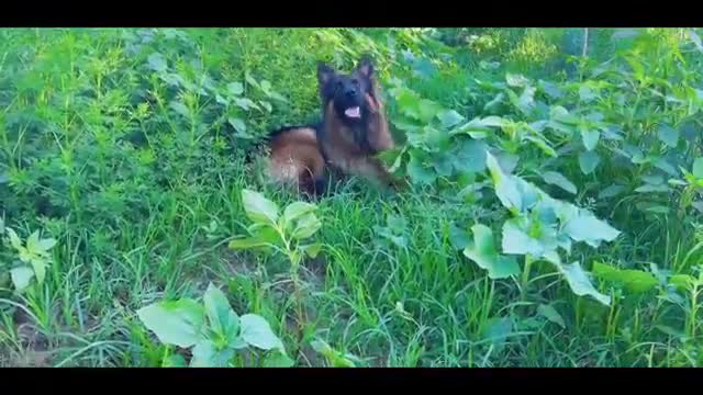 black-backed police dog