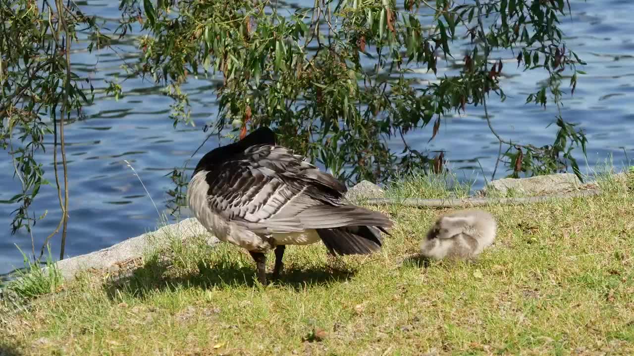 Duck and her calf by a lake