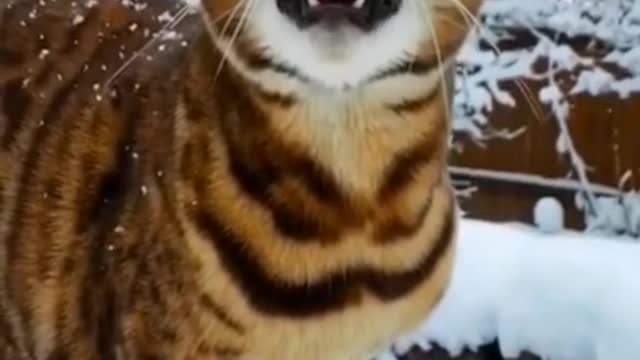 Cats and dogs _ cats meowing _ cats funny videos #shorts