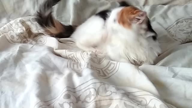 Funny kitten playing on the bed