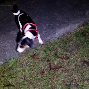 Lucy lu for TRUMP 2020 STOP THE STEAL