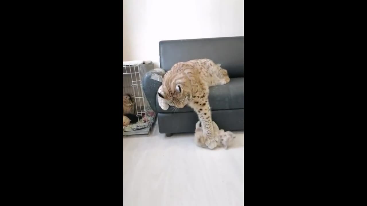 Every big cat in the shower remains a little kitten!