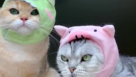 Funny cat videos Cut cat kitten-kitty Baby cat Lovely cat videos , Ep1318