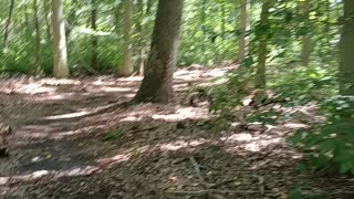 Taking a walk in the woods