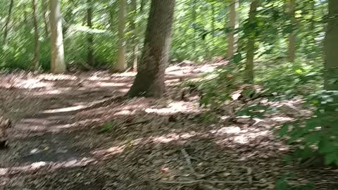 Taking a walk in the woods