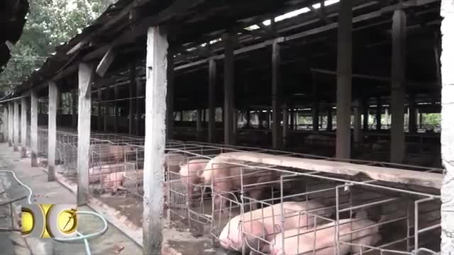 Salamat Dok- Precautions to avoid the spread of African swine fever_Cut.mp4