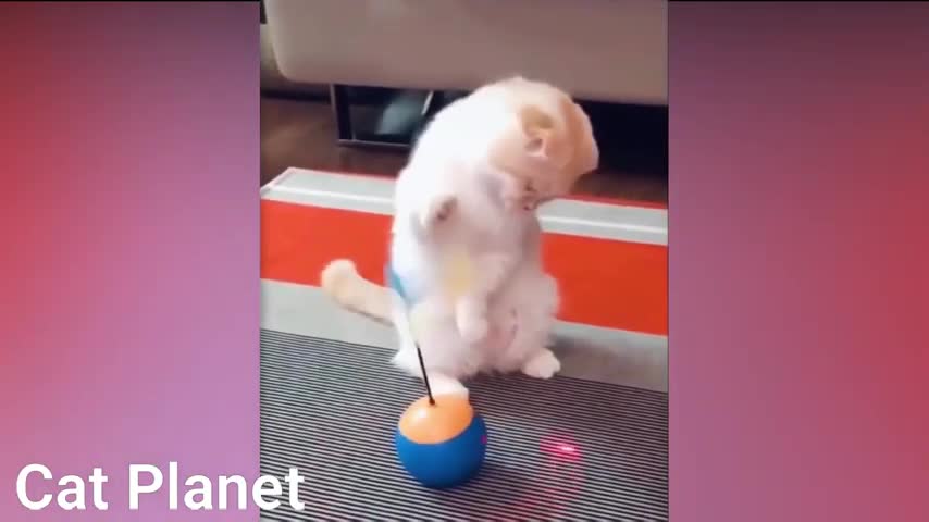 funny cat cute compilation