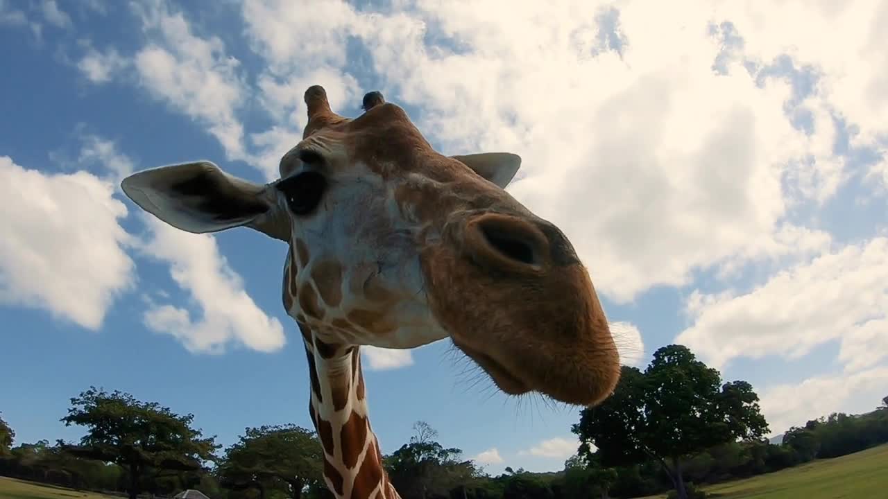 Funny, Curious Giraffe Cub. Portrait. Asian Zoo. Singapore