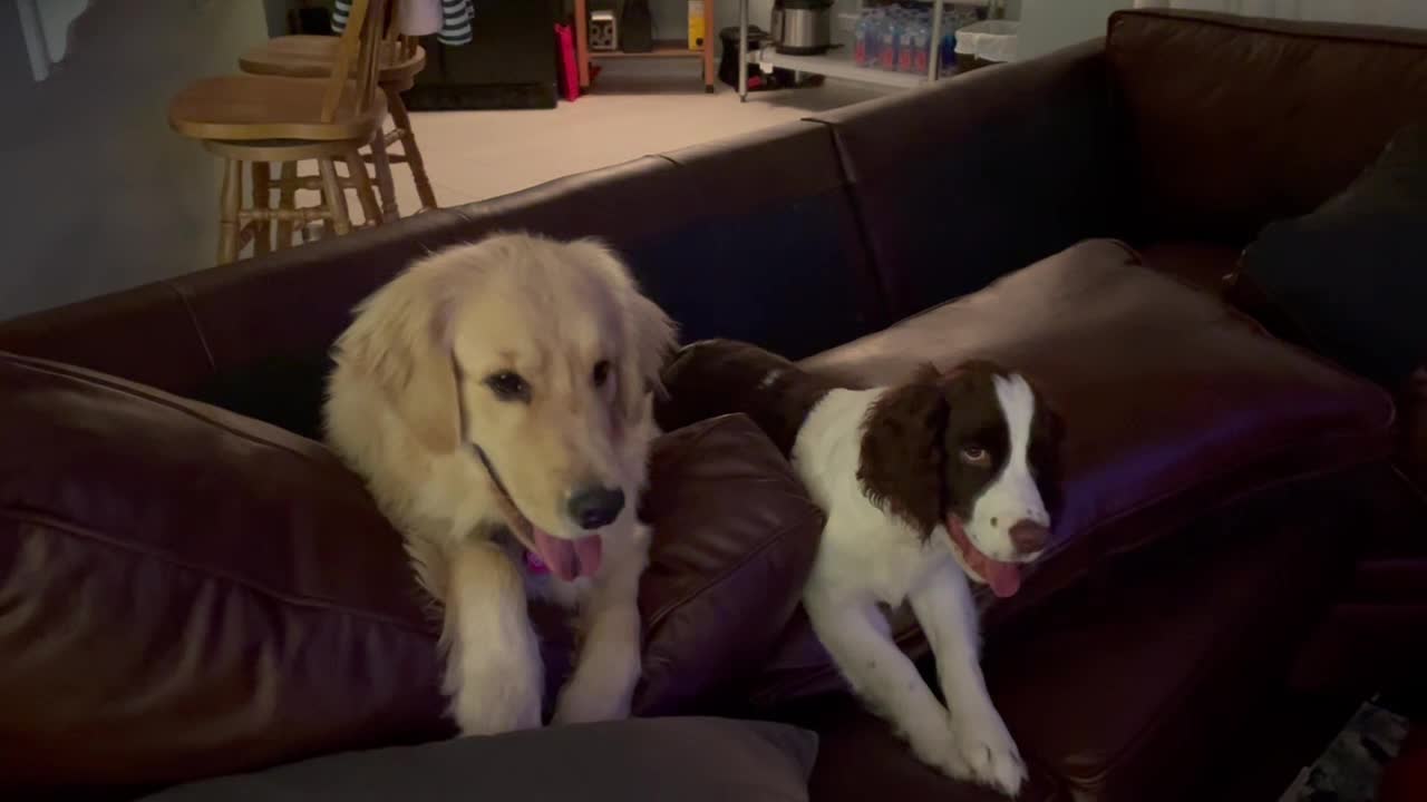 Two sweet dogs playing on the couch