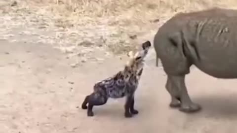 Animals Being Jerk