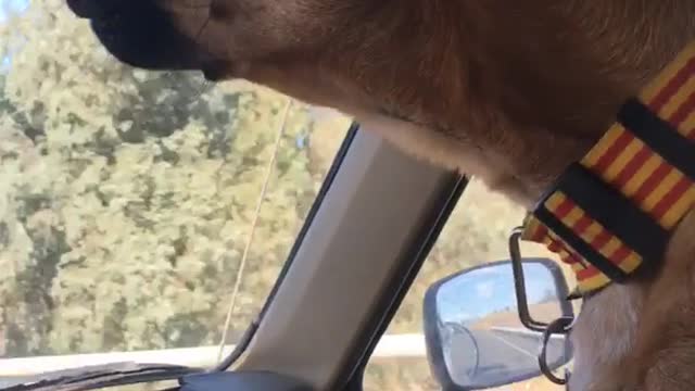 Brown dog in truck howling to the sound of a harmonica