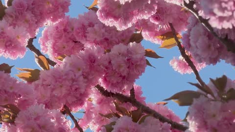 The tree flower