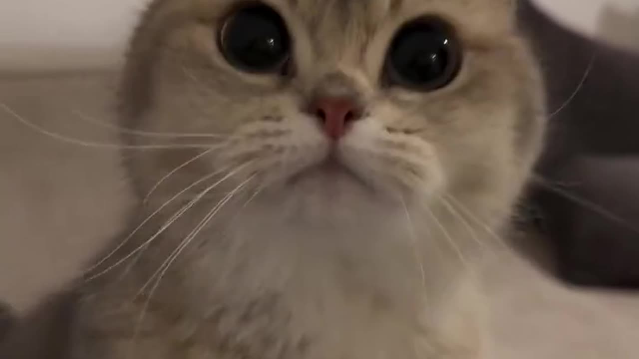 Beautiful cat 🐈 trending video